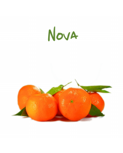 Mandarini Nova Sicilia, vendita online