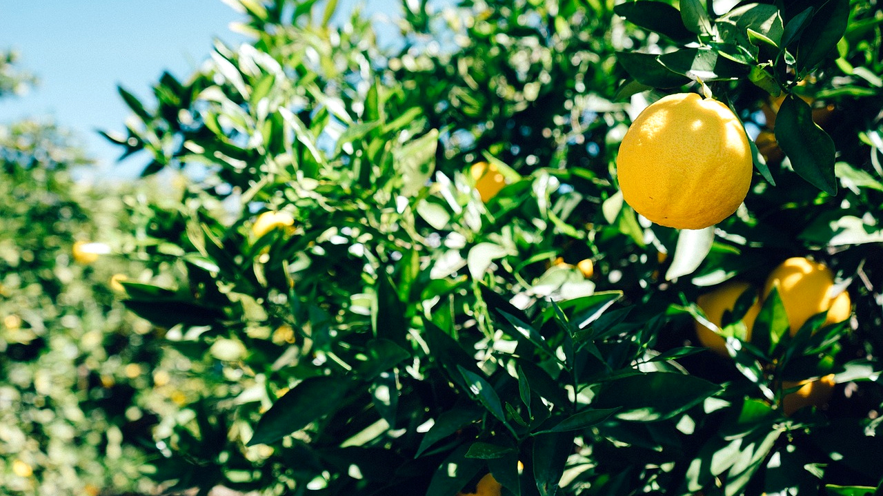 Limoni sicilia Azienda Cappello vendita online